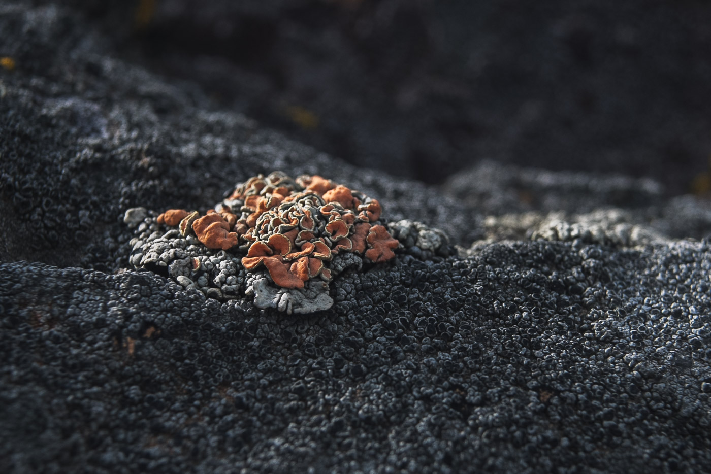 Весной даже камни цветут