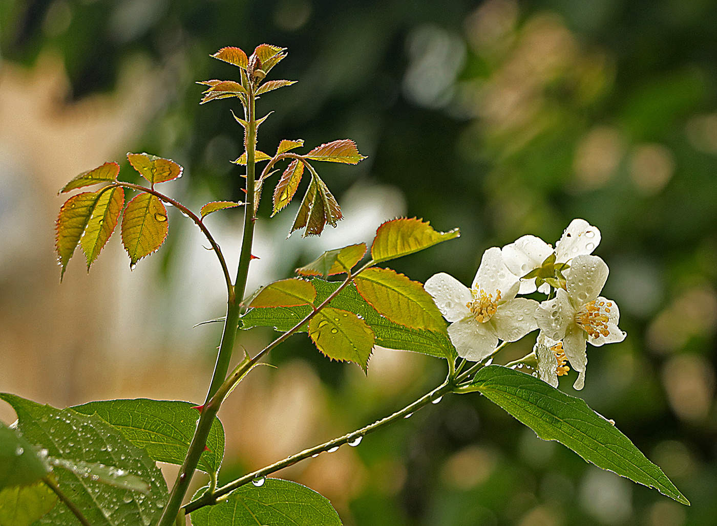 Когда хорей весеннего дождя...