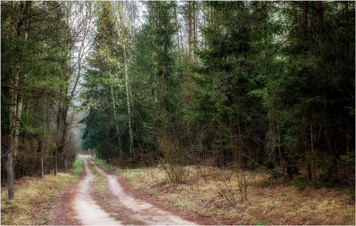 Еловые заметки