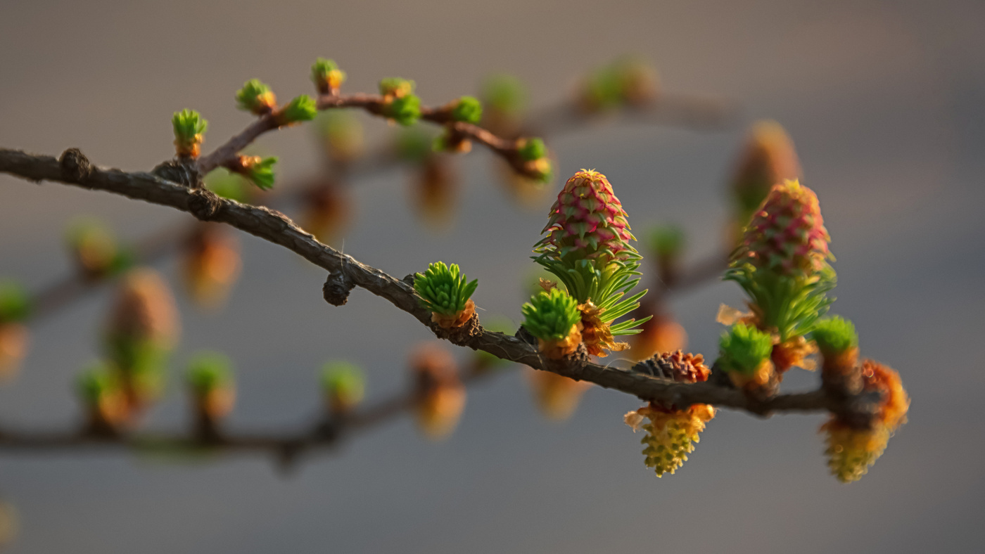 Лиственницы весенний рост