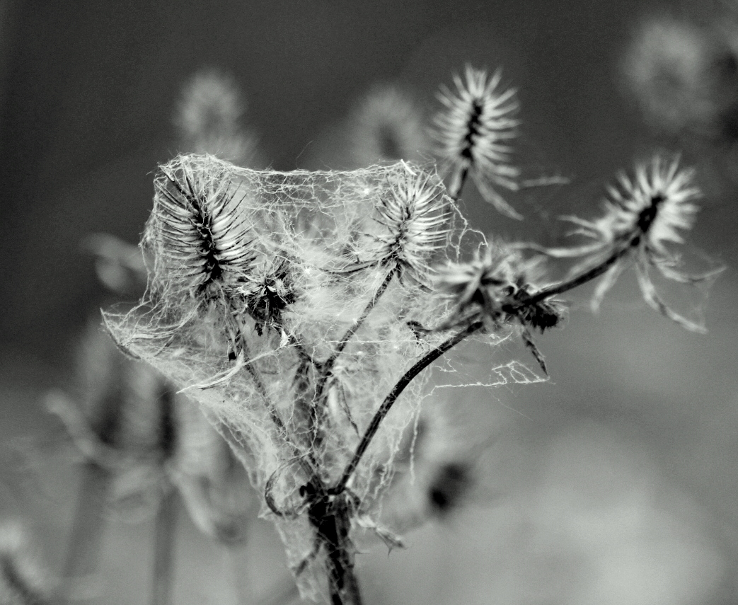Вся в паутине