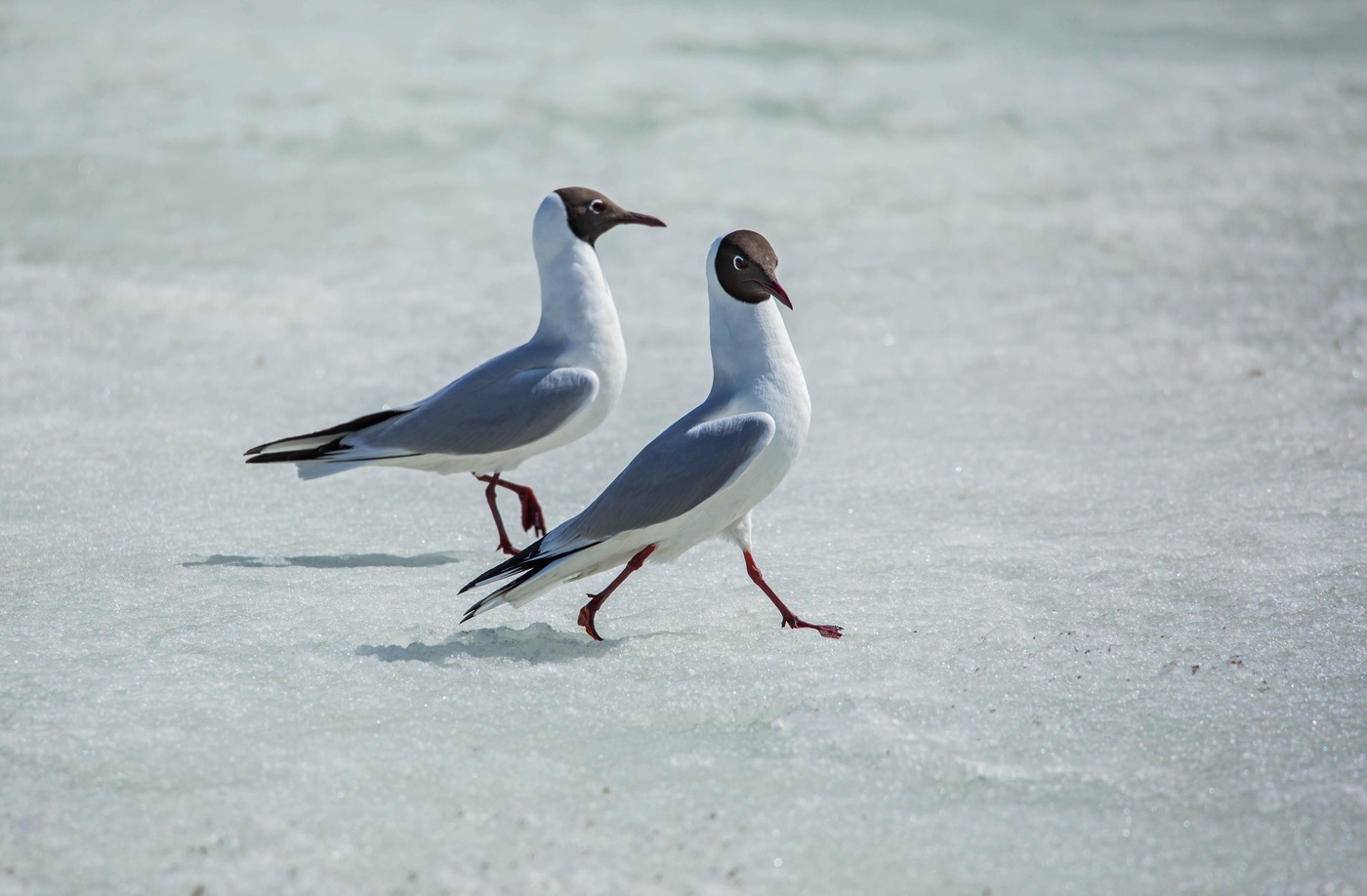 Строевым шагом