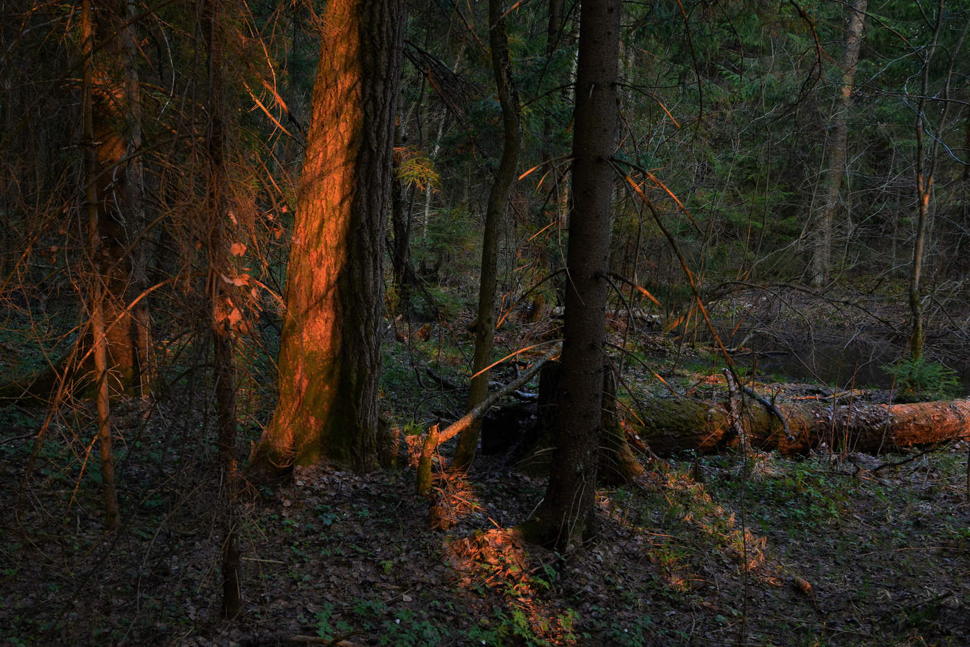 "Кроткий вечер тихо угасает ..."