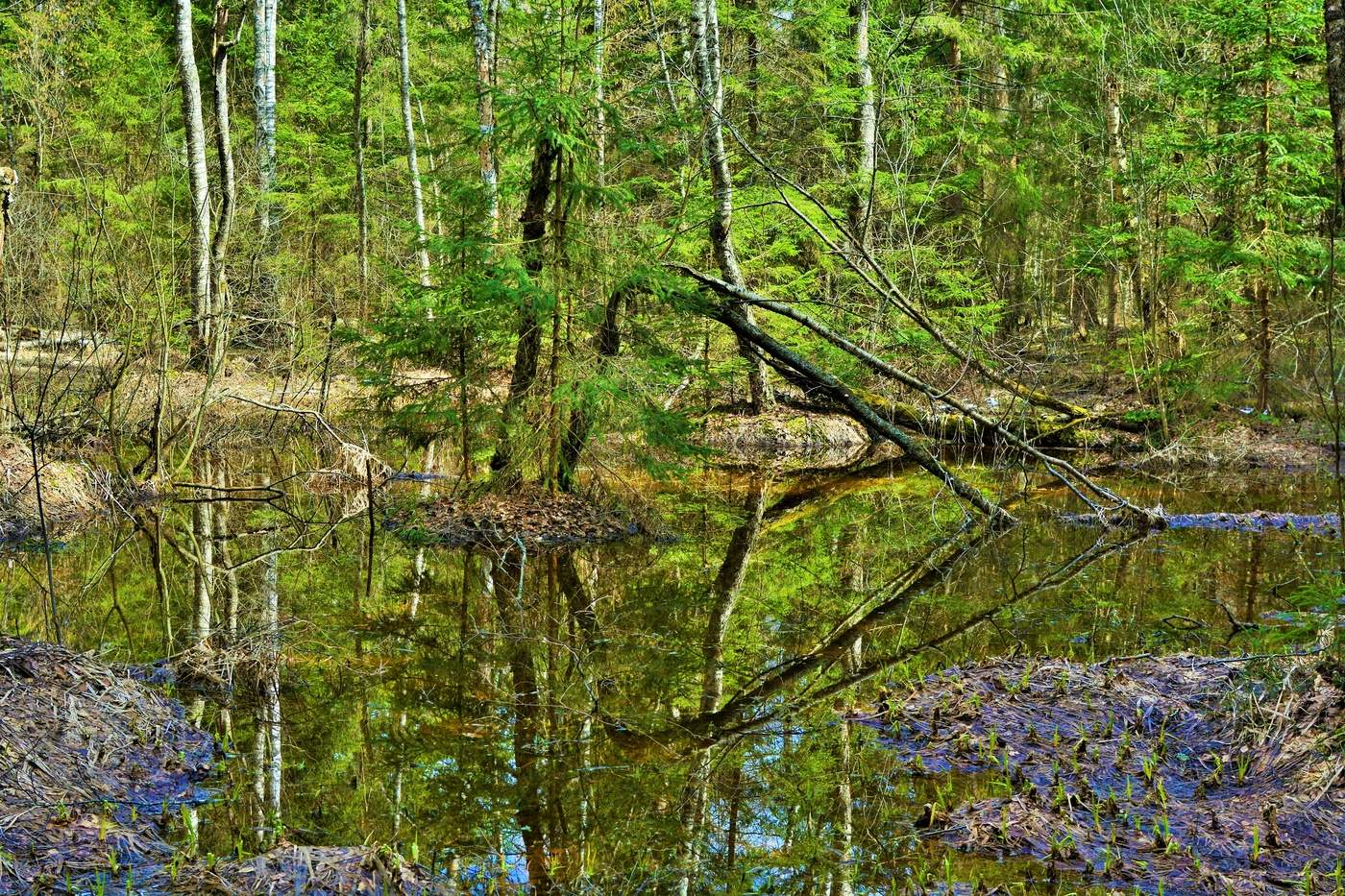 "Юный лес в зеленый дым одетый ..."