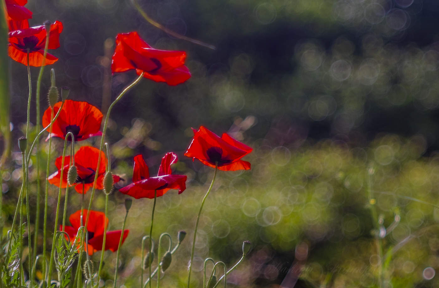 Полевые маки