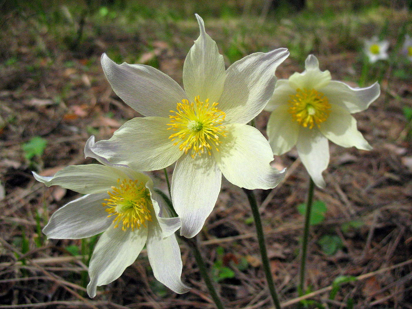 Солнцу навстречу