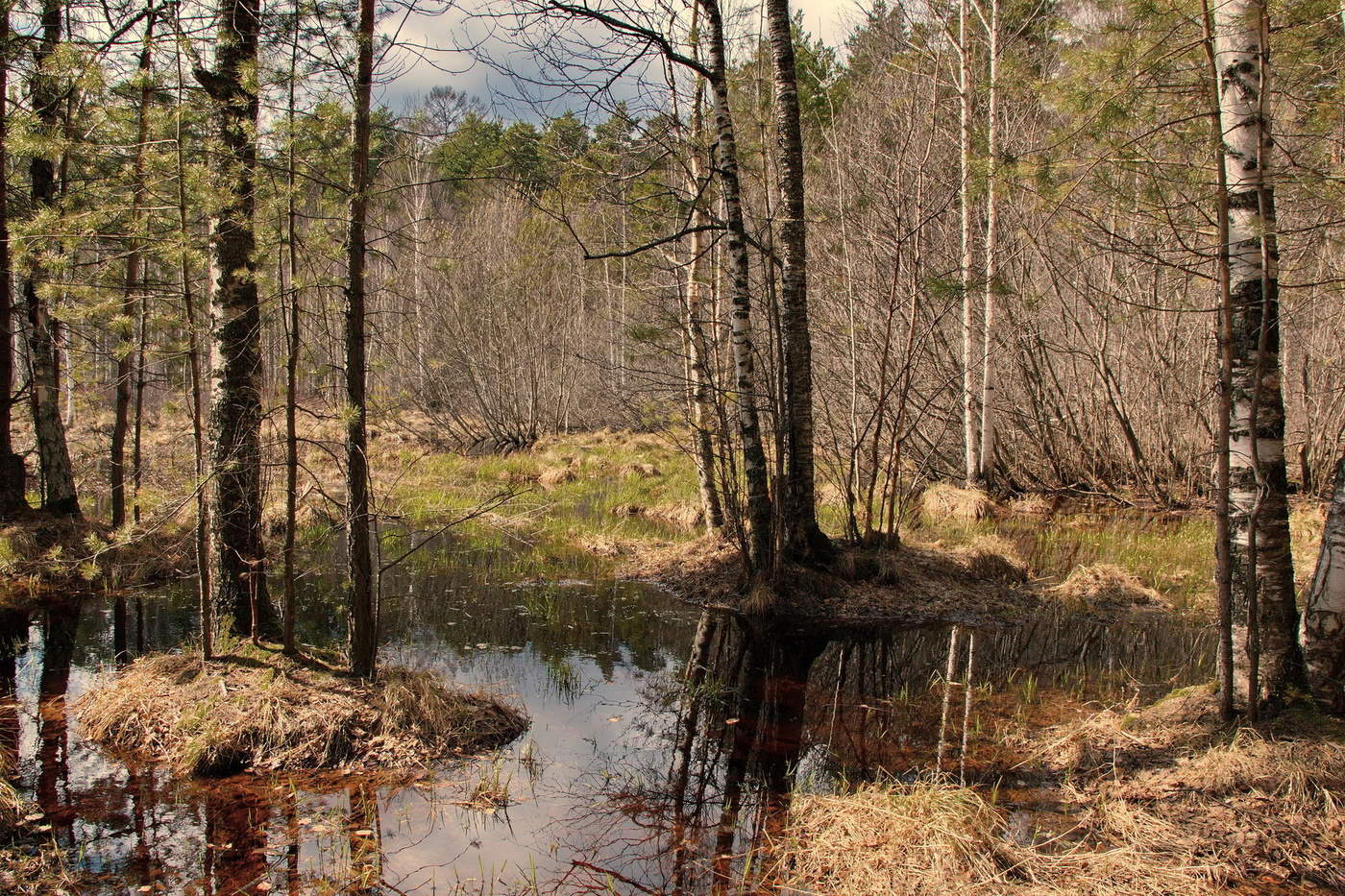 Весенний лес.