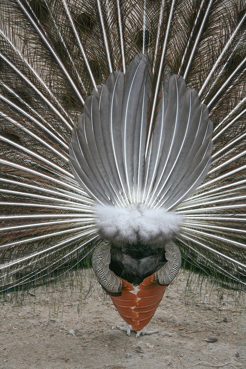 ... на куриных ножках