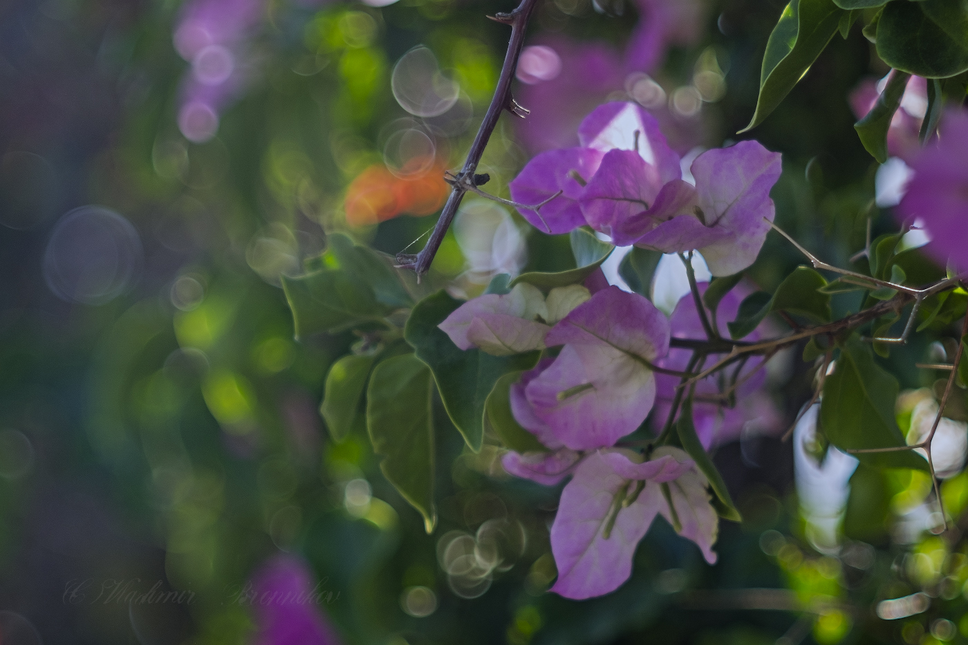 Вечерние цветы