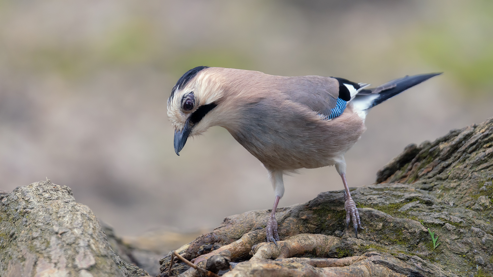 Что-то нашла