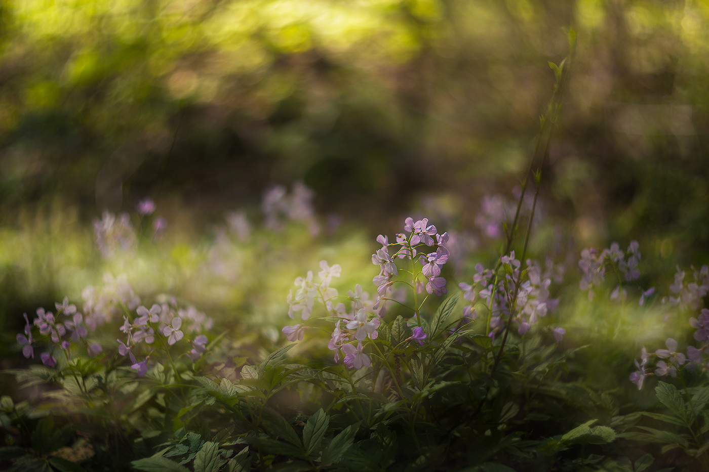Весны цветенье
