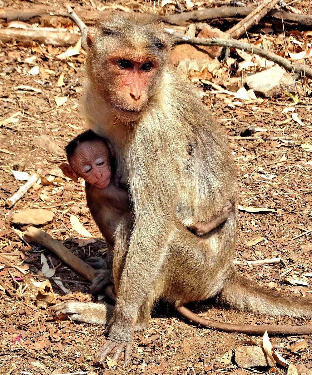 Макака с детёнышем