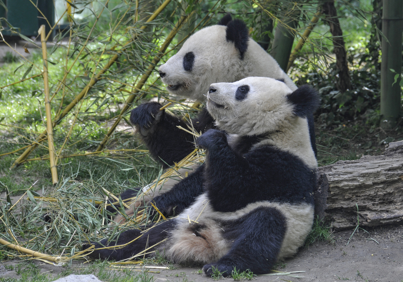 Сладкая парочка