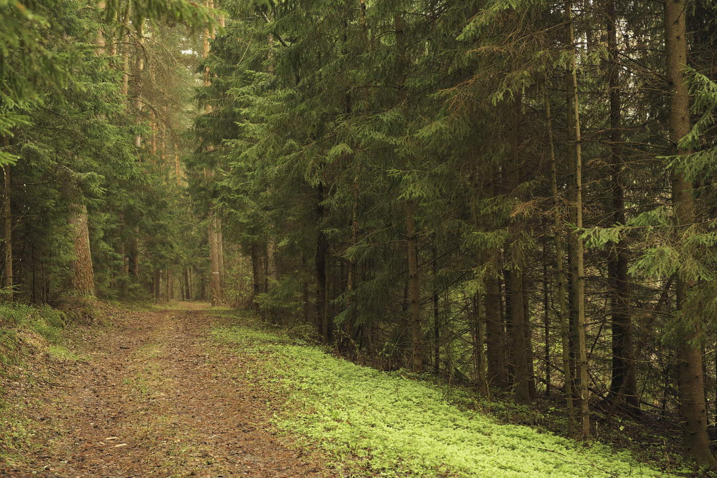 По весеннему лесу.