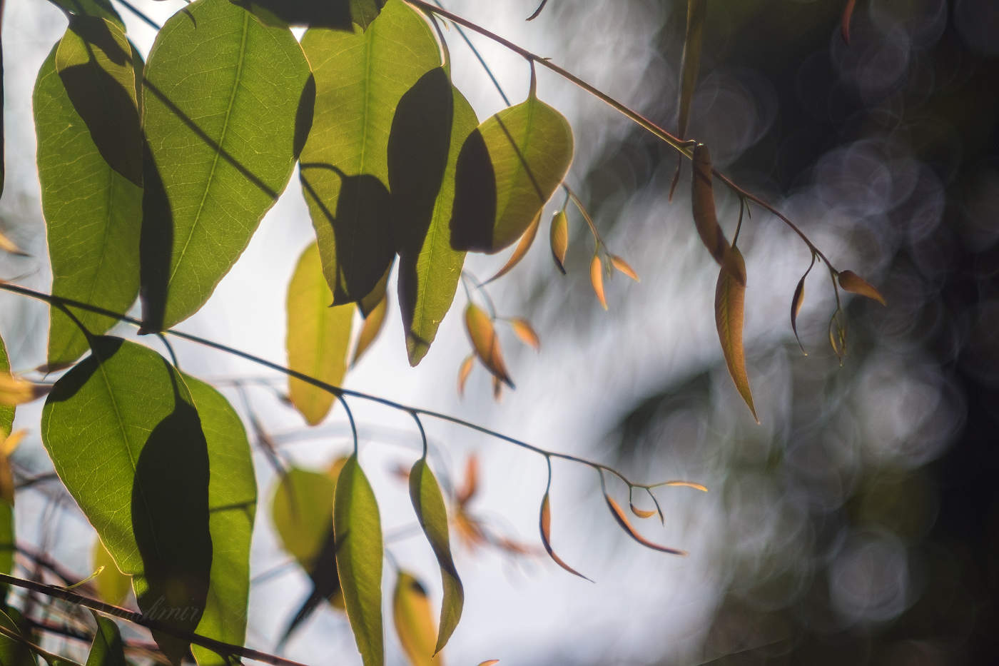 Солнечные листья