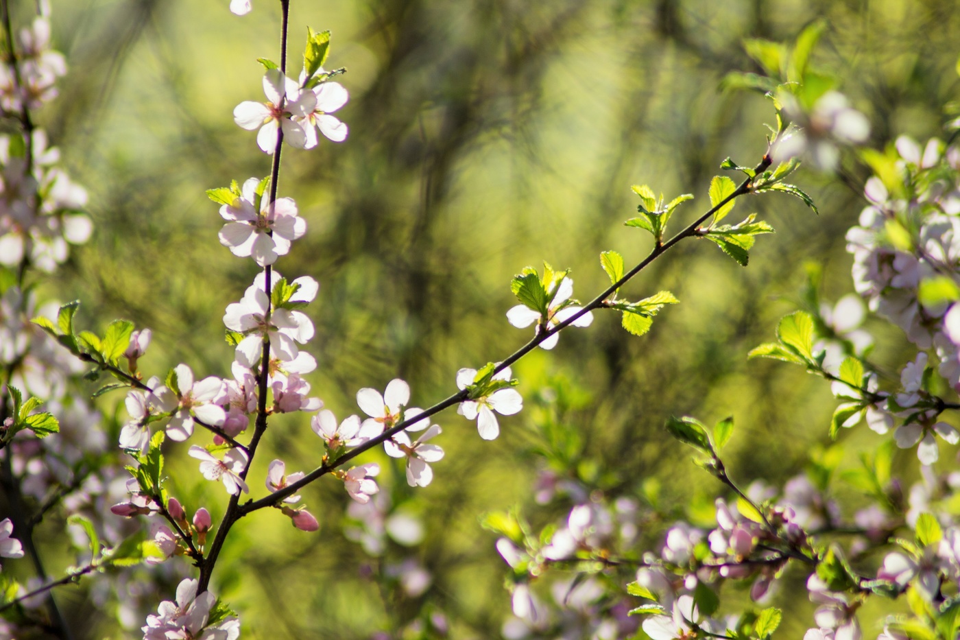 Любимое настроение