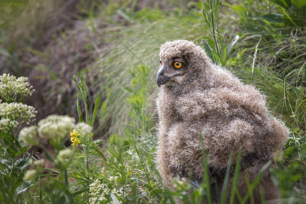 Филин-птенчик