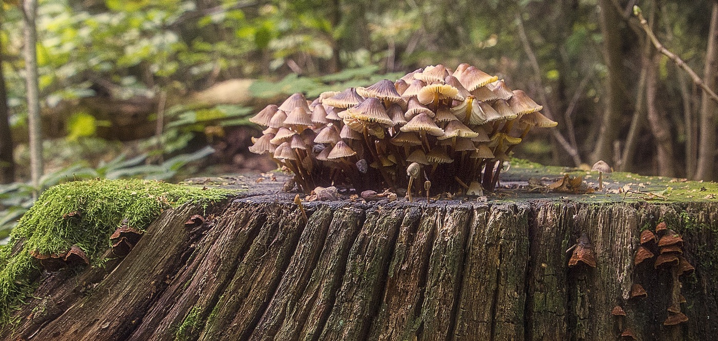 Любимое настроение
