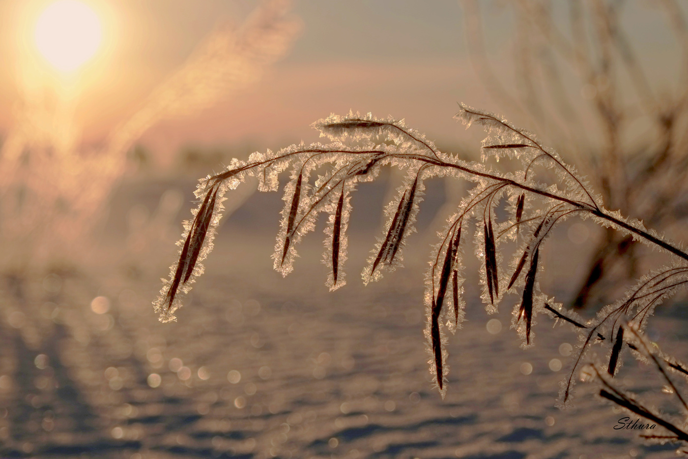 Трава в инее.
