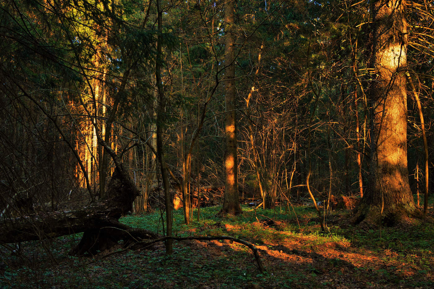 "Очертания леса так четки ..."