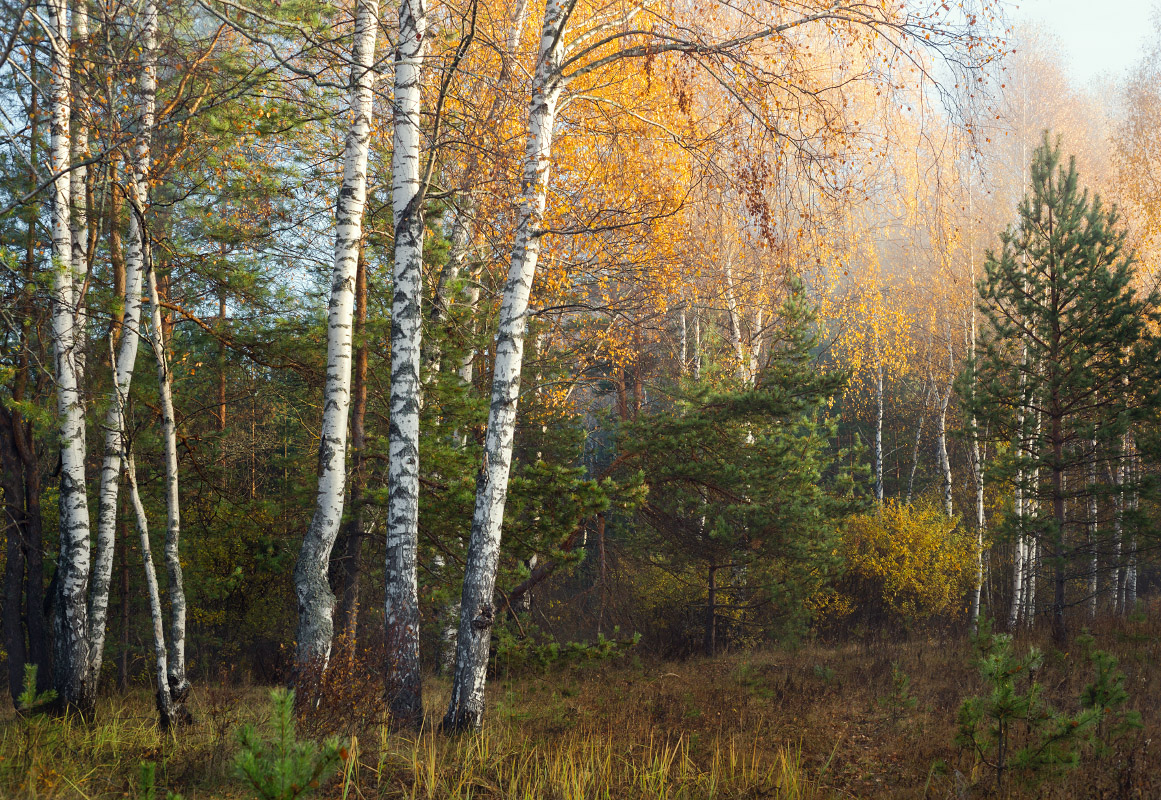 Грибное место