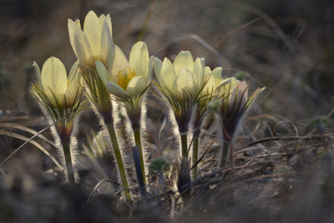 Первоцветы.