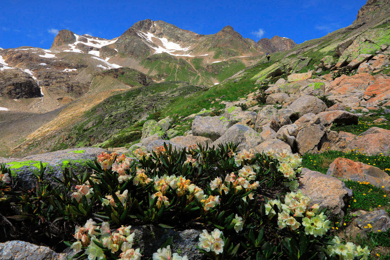 Рододендроны