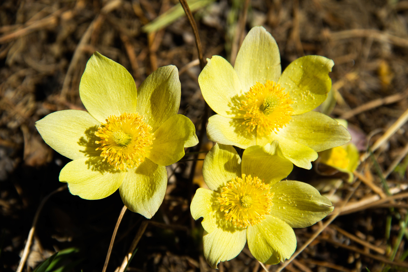 Прострел (Сон трава)