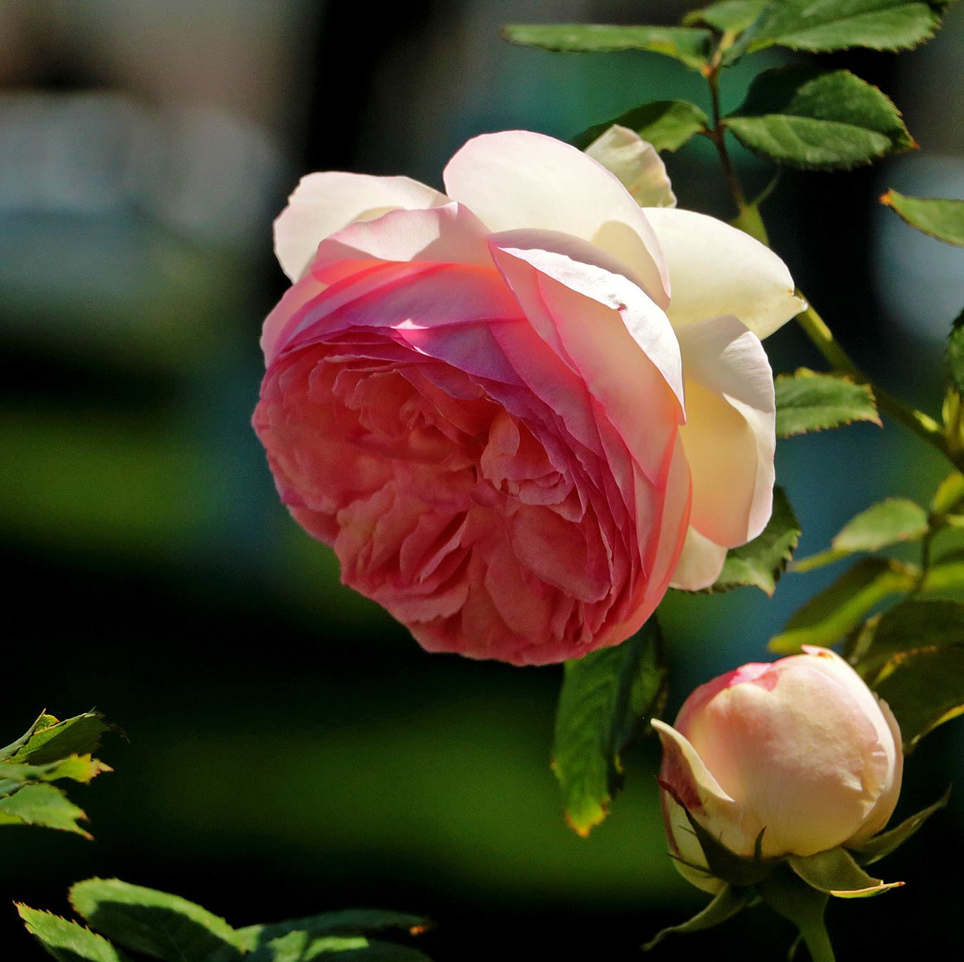 Склоняя голову под солнцем...