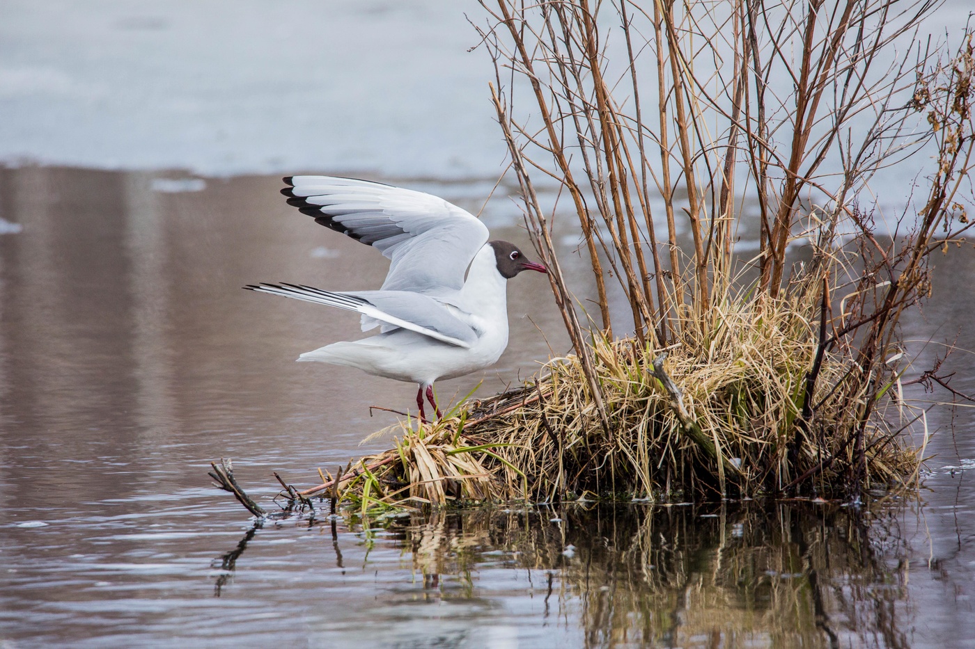 на островке