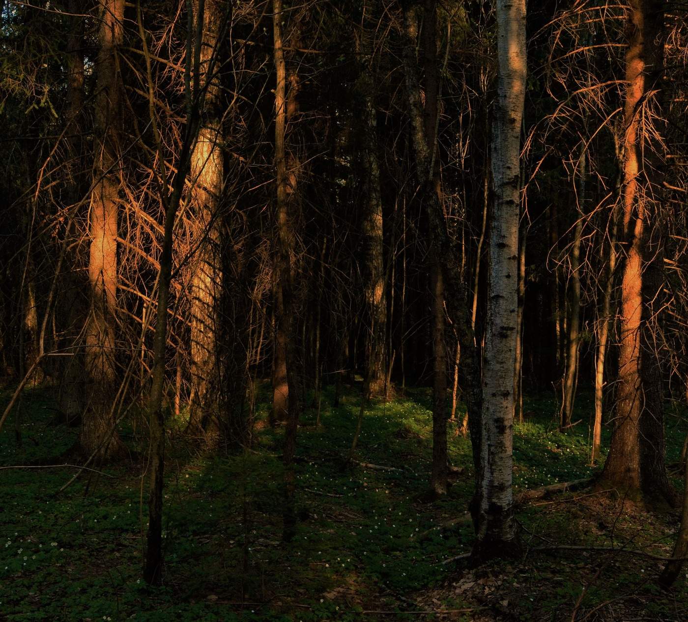 "Лес шептал в предзакатной молитве ..."