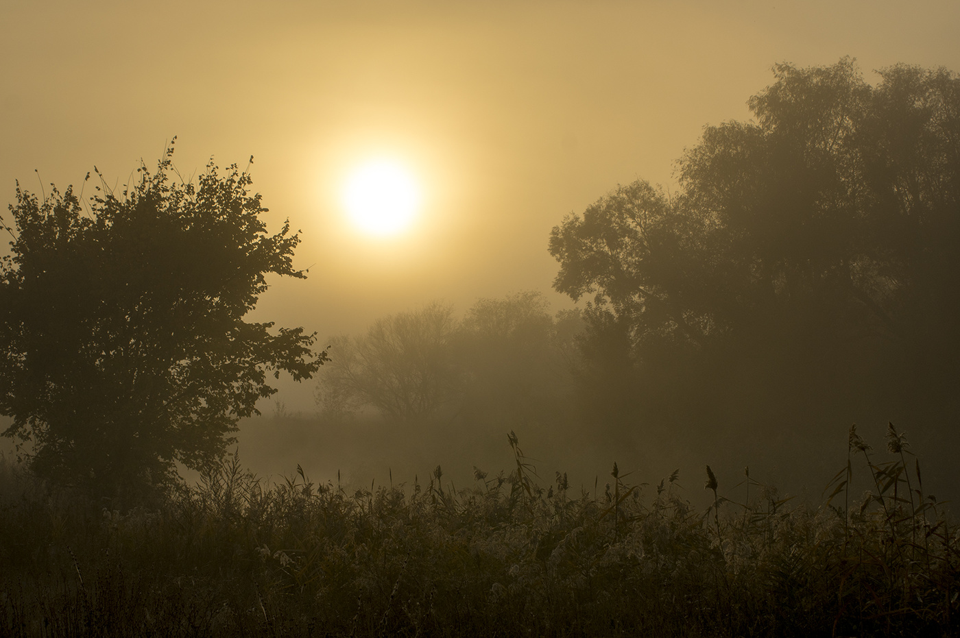 Туманный рассвет