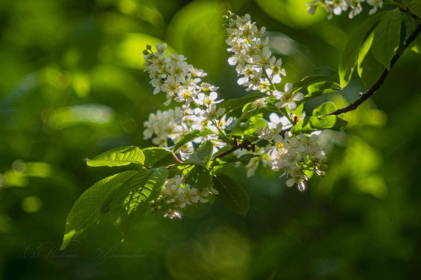 Черёмухи цвет