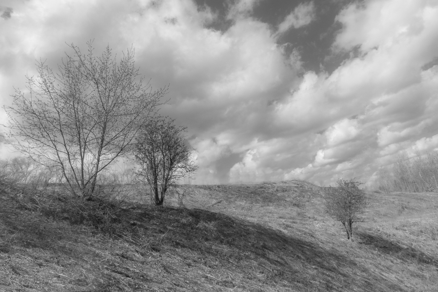 Деревца на холме