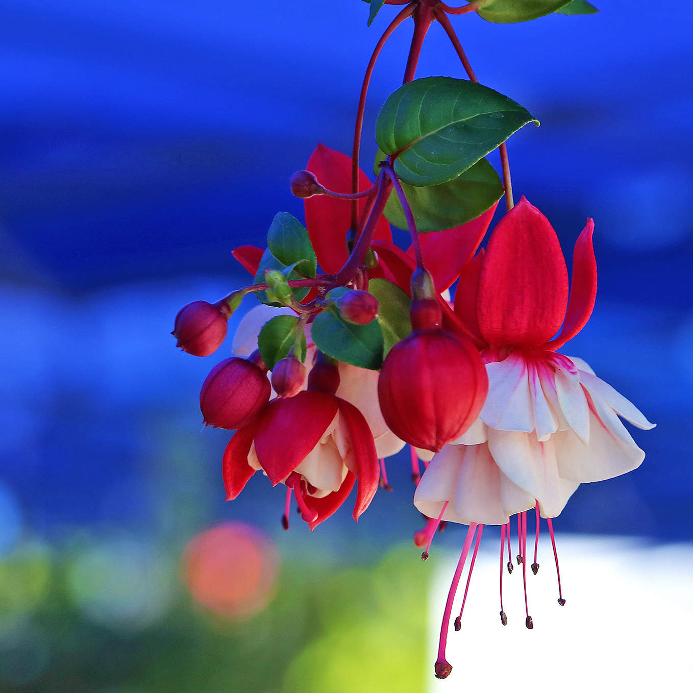 На балу цветов