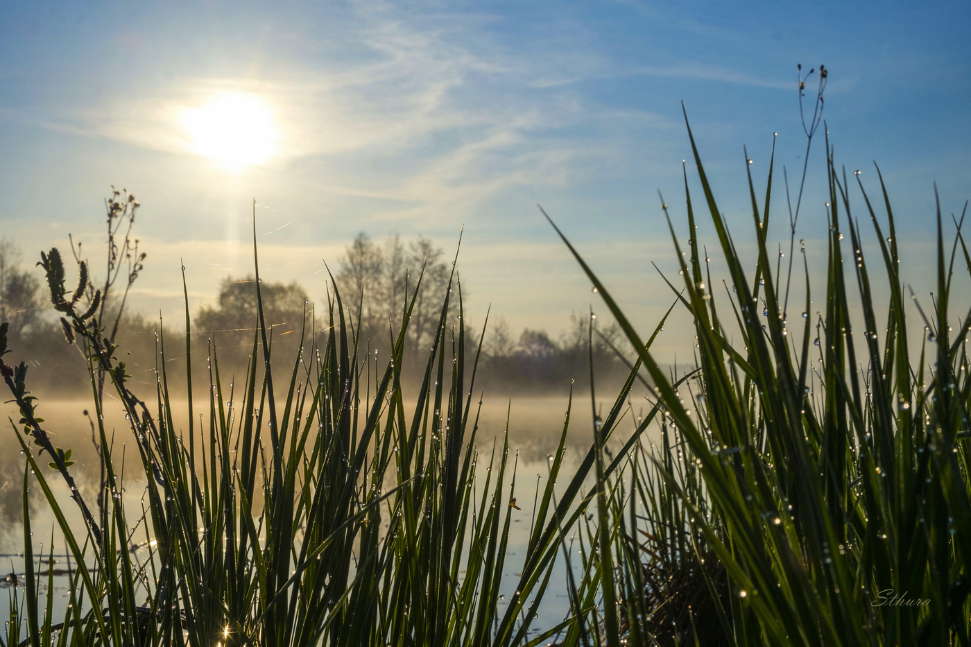 Роса на траве.