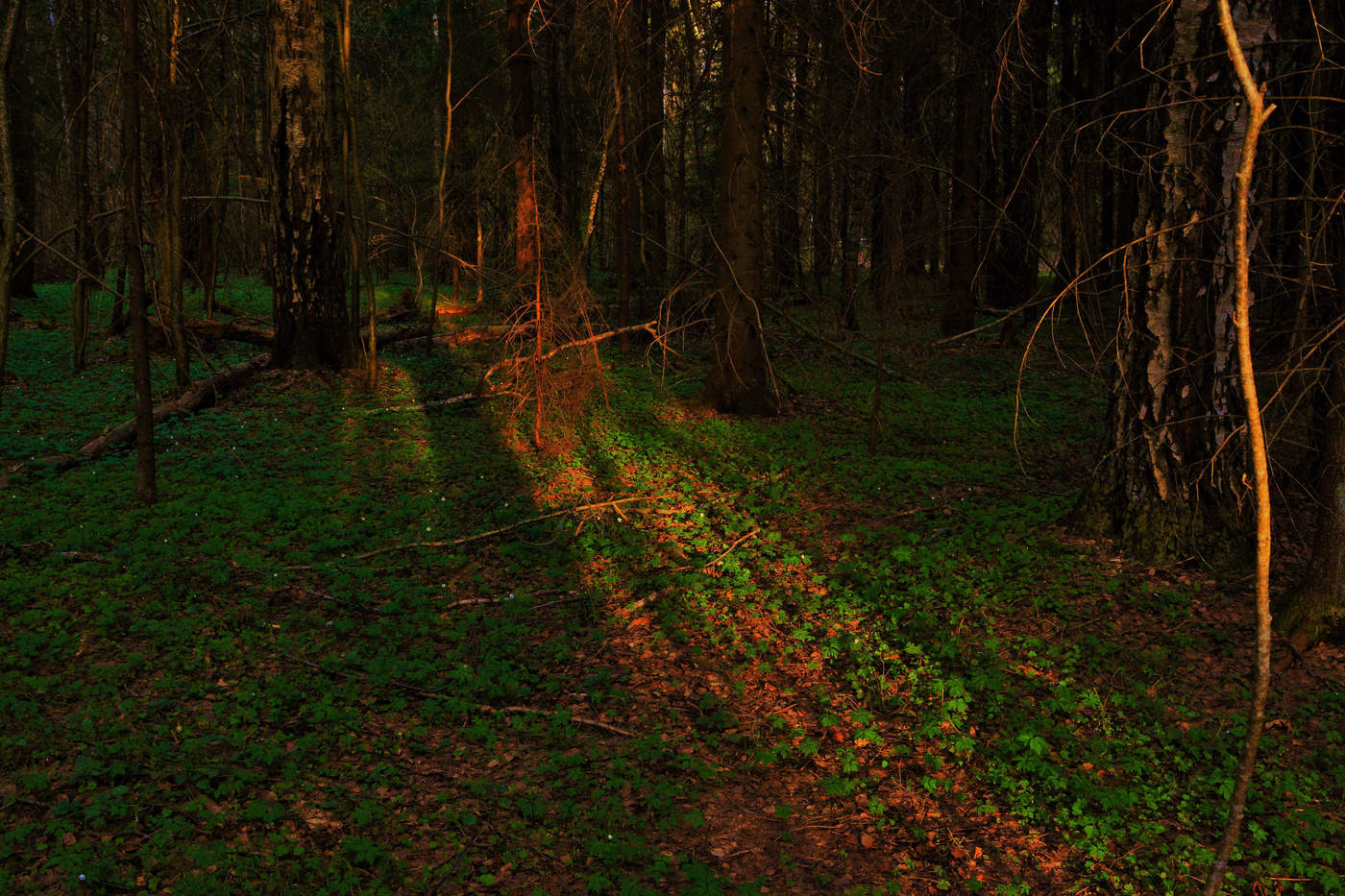 "Вечерний лес еще не спит ..."