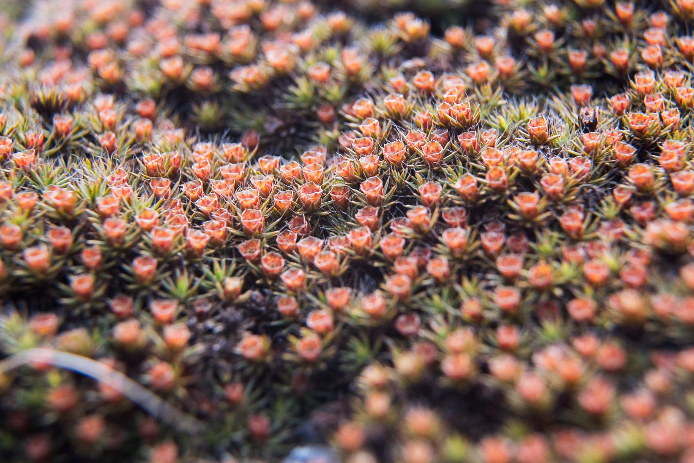 "Цветочный ковер"