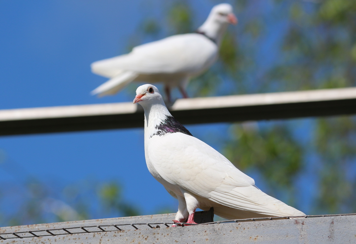 Красавцы голубочки