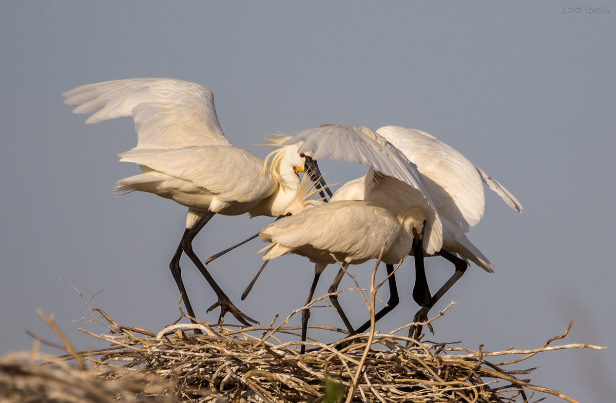Третий - лишний