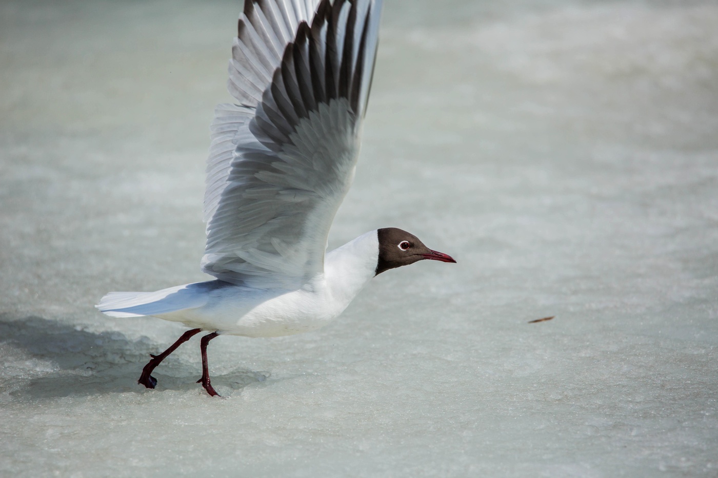Пошла на взлет