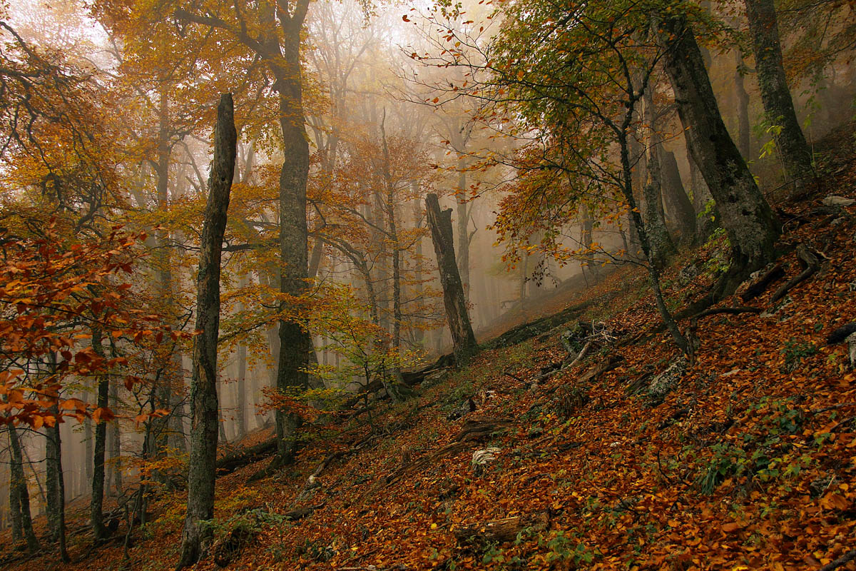 Осень на склонах Чатыр-Дага