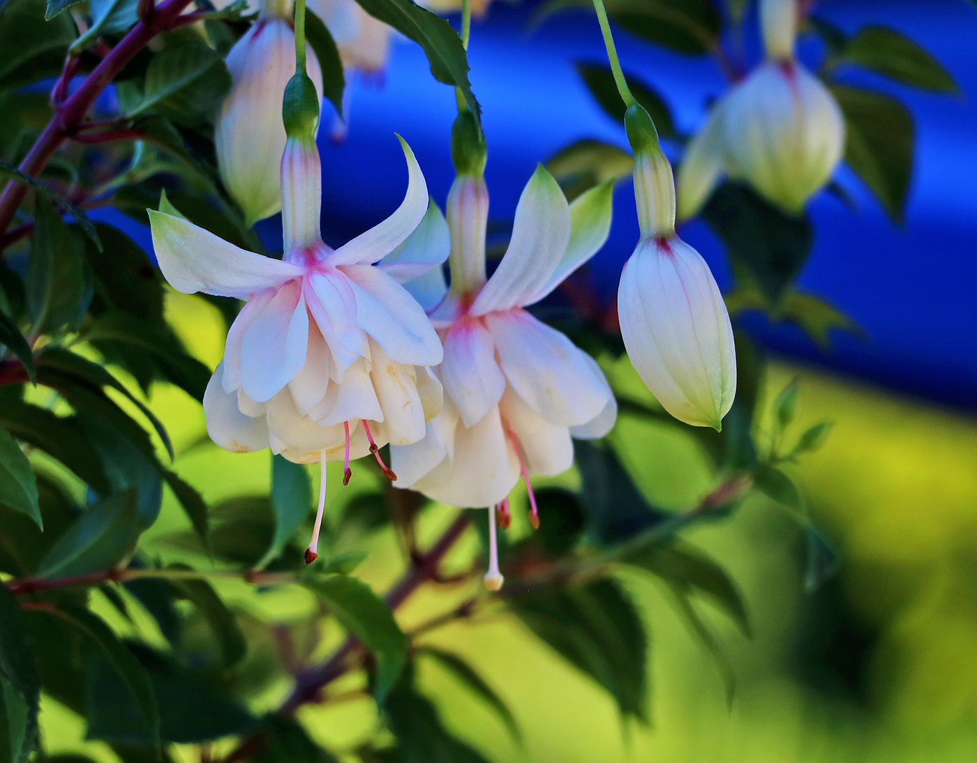 На балу цветов 2