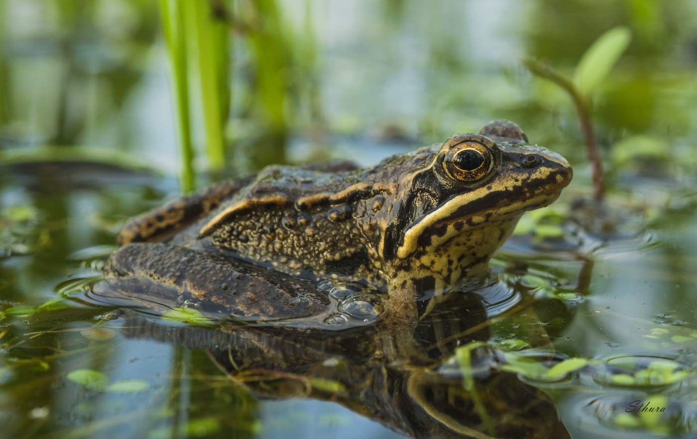 Портрет лягушки.