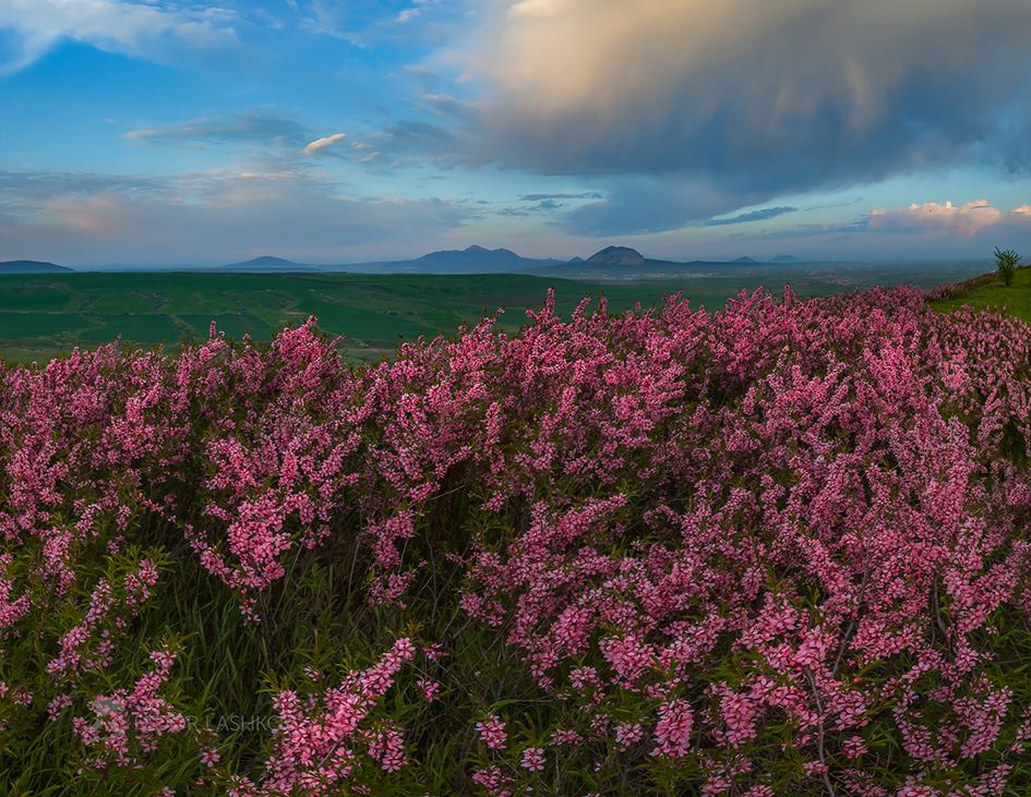 Миндальный рассвет