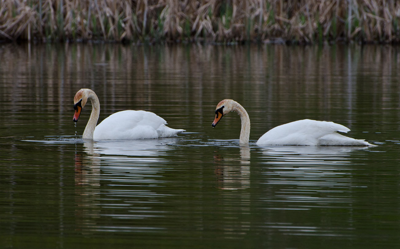 Мы с тобой два острова