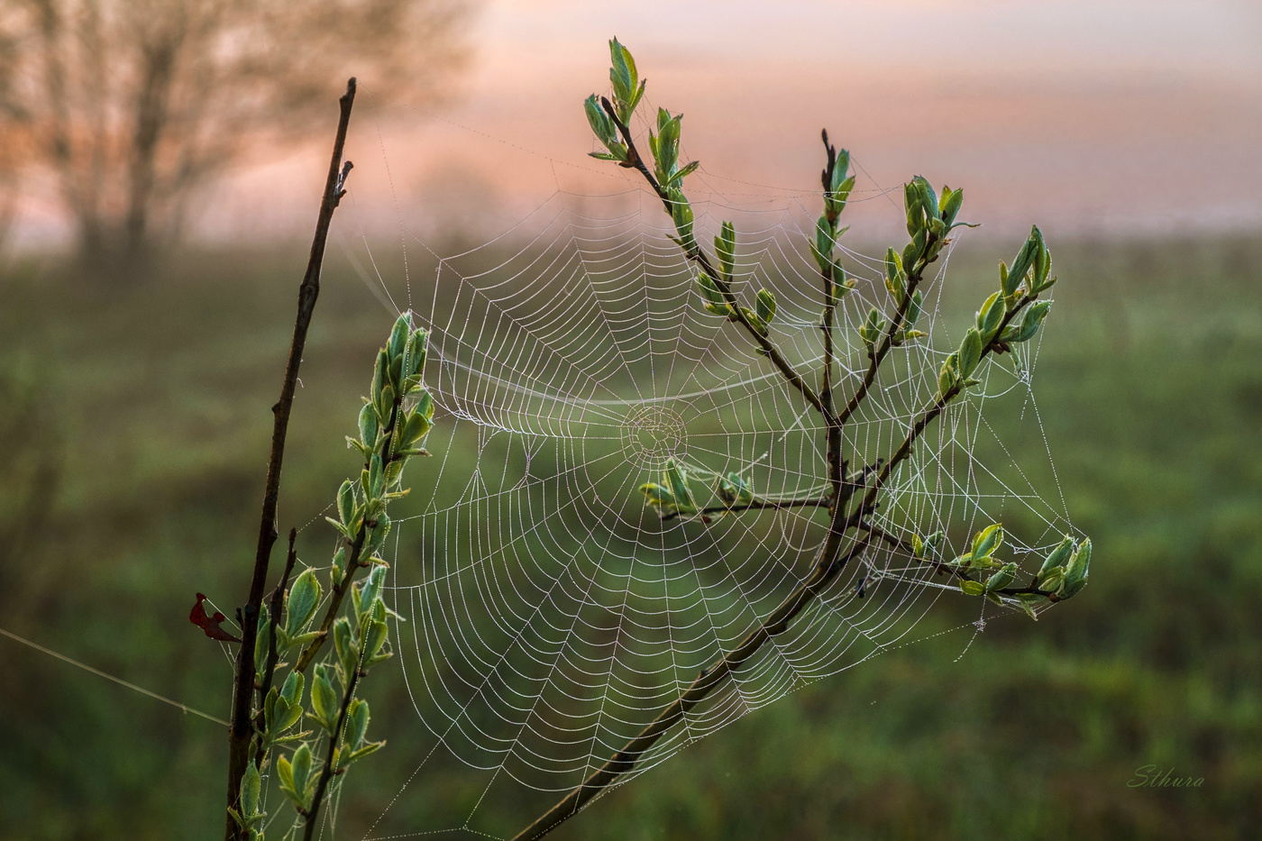 Сеть паука.