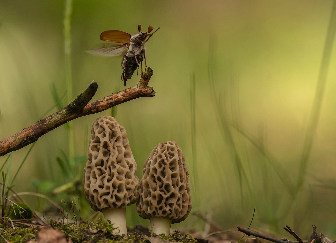 В майском лесу