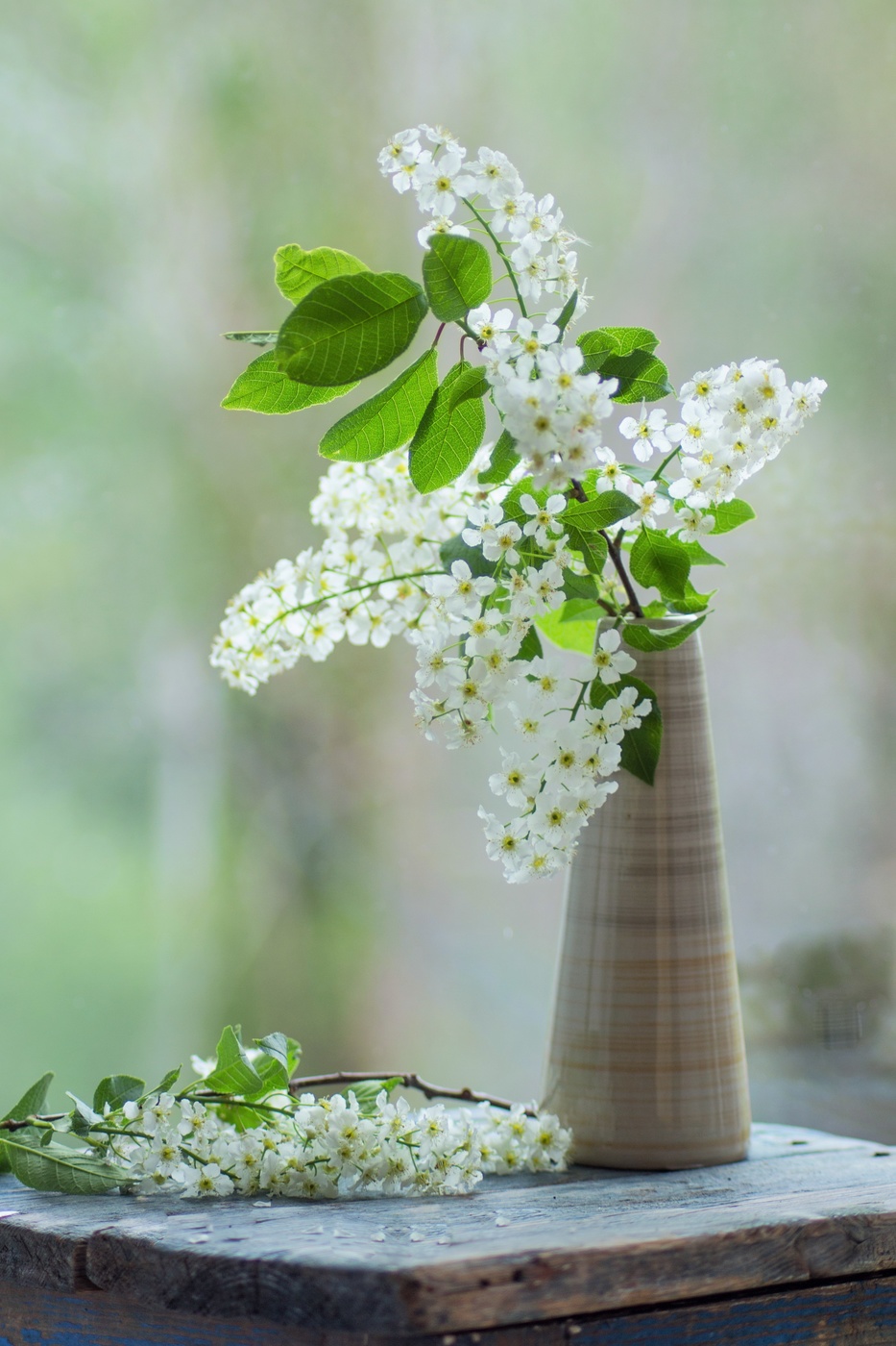 Черемуха душистая