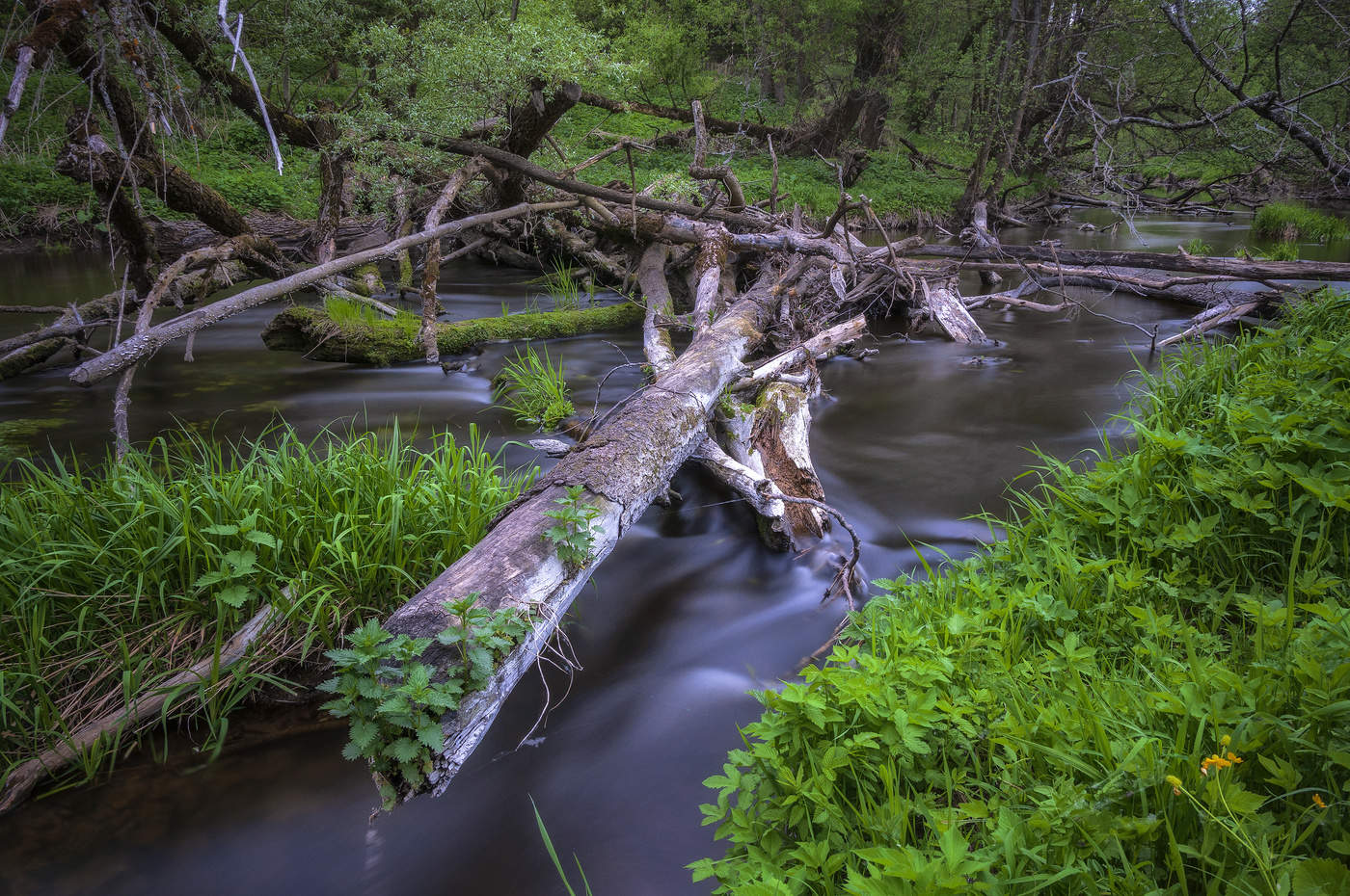 Лесной ручей